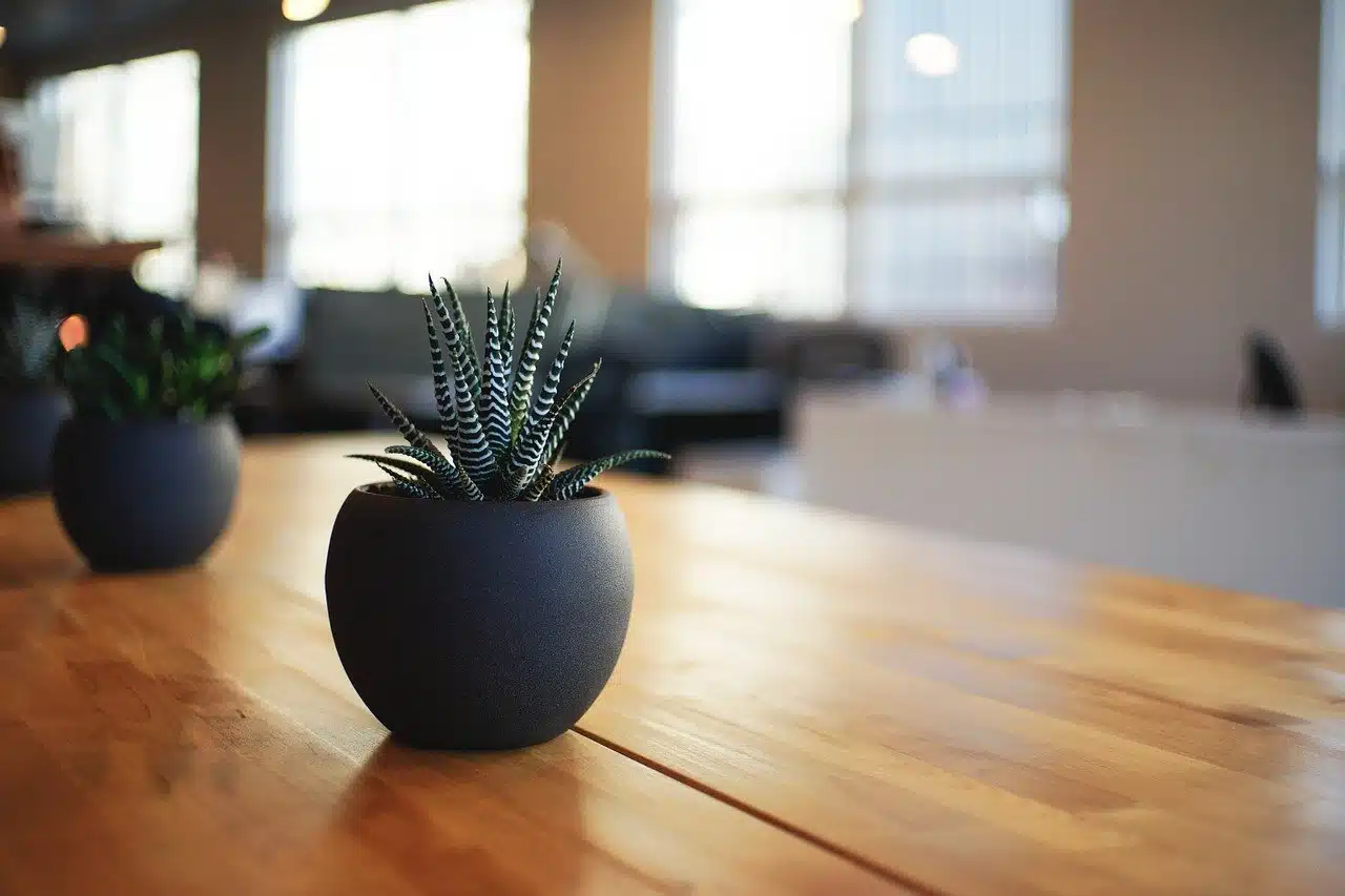 plant-1081856_1280.jpg